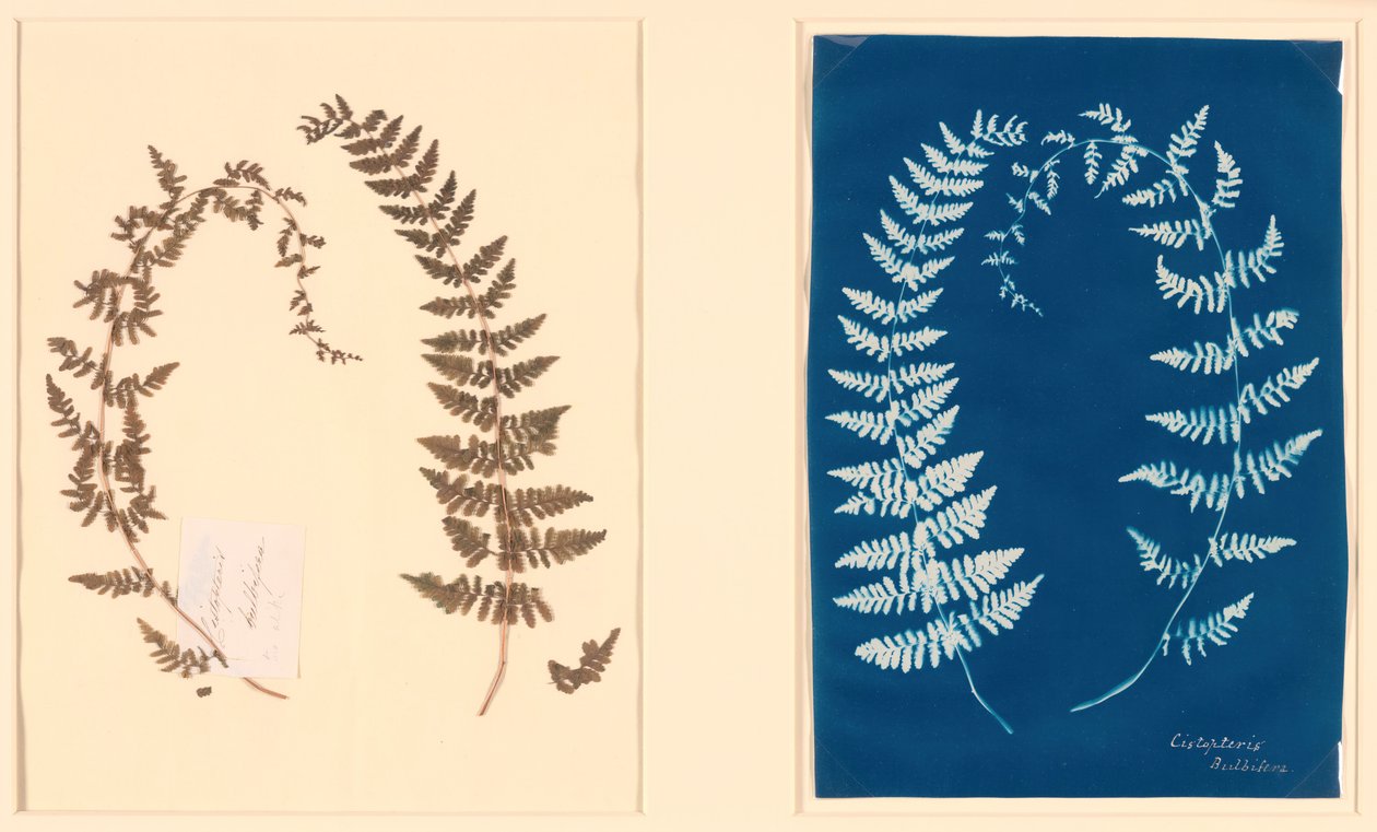 From the Hatton Fern Album by Unbekannt