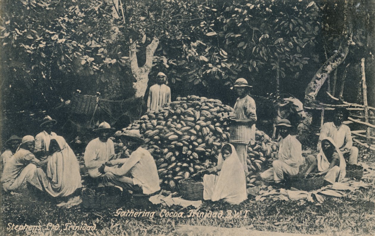 Gathering Cocoa, Trinidad, B.W.I. by Unbekannt