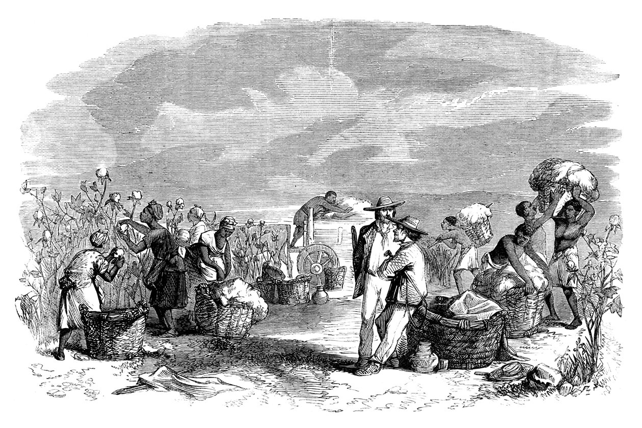 Gathering Cotton in a Cotton Plantation, c1895 by Unbekannt
