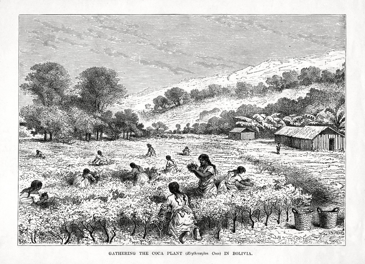Gathering the Coca Plant Erythroxylum coca in Bolivia by Unbekannt