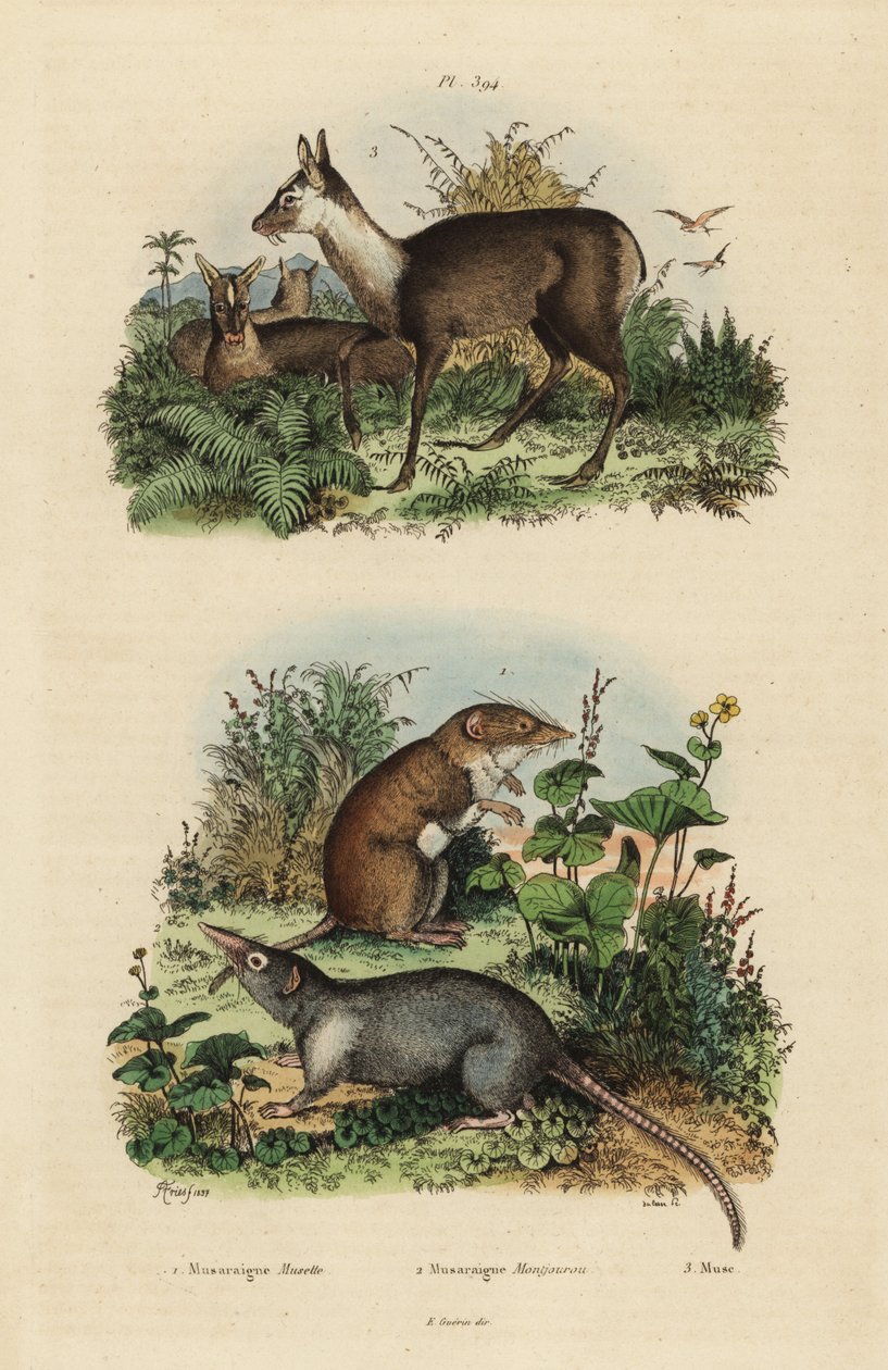 Greater white-toothed shrew, Crocidura russula, grey musk shrew, Suncus murinus and dusky musk deer, Moschus fuscus, endangered by Unbekannt