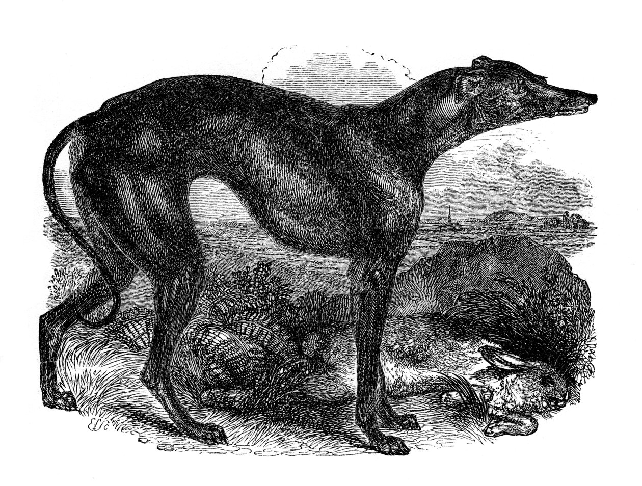 Greyhound, 1848 by Unbekannt