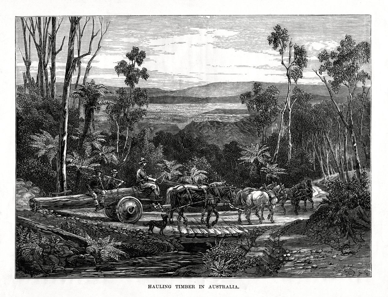 Hauling Timber, Australia by Unbekannt