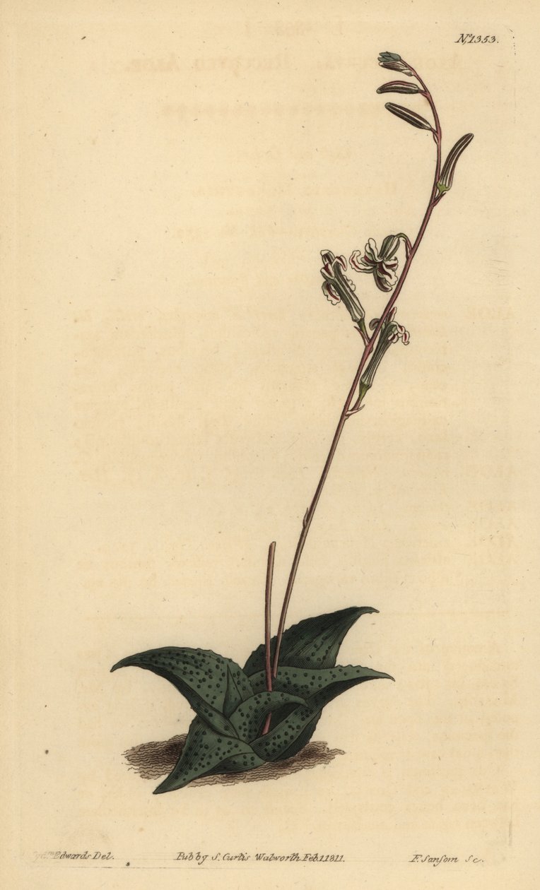 Haworthia venosa by Unbekannt