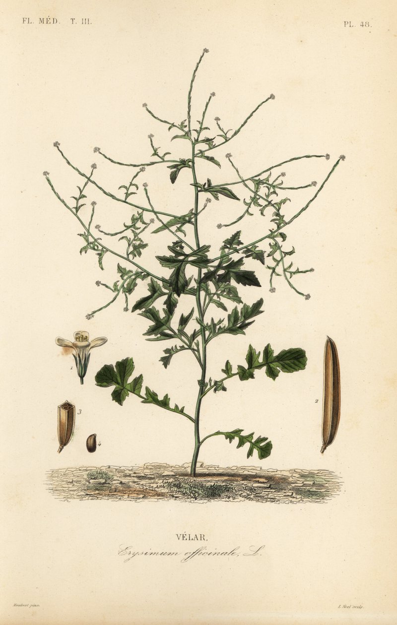Hedge mustard, Sisymbrium officinale, Erysimum officinale by Unbekannt