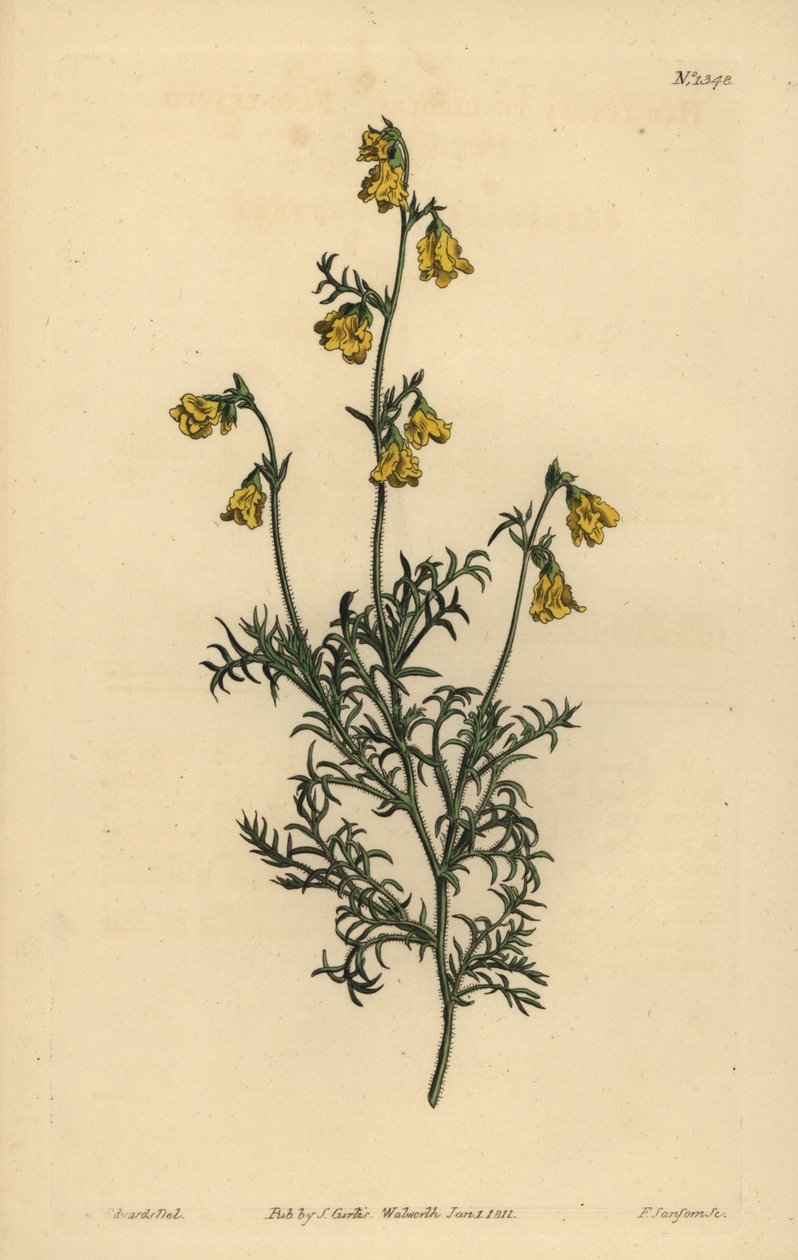 Hermannia confusa (Fine-leaved hermannia) by Unbekannt