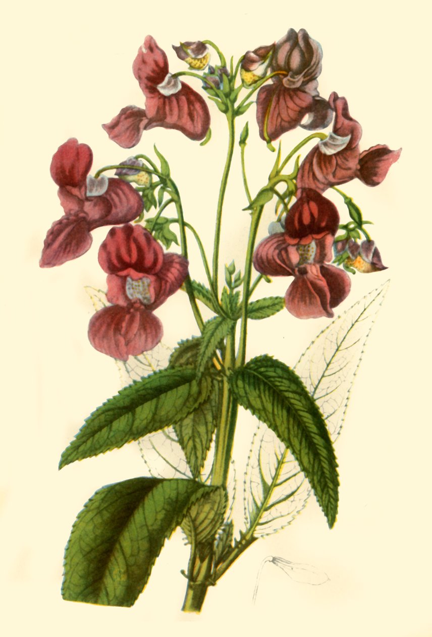 Himalayan Balsam: Impatiens Glandulifera, 1840, 1944 by Unbekannt