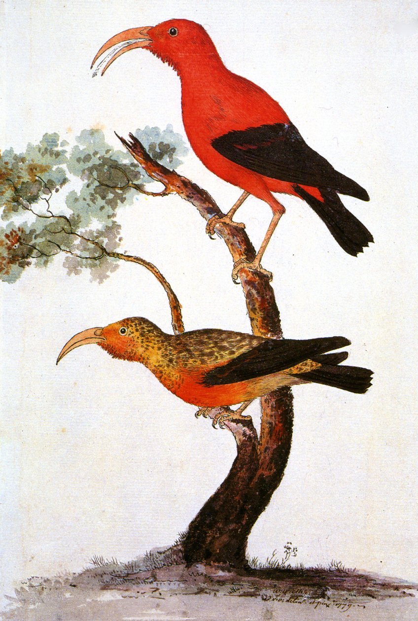 Illustration of Iiwi, Scarlet Honeycreeper by Unbekannt