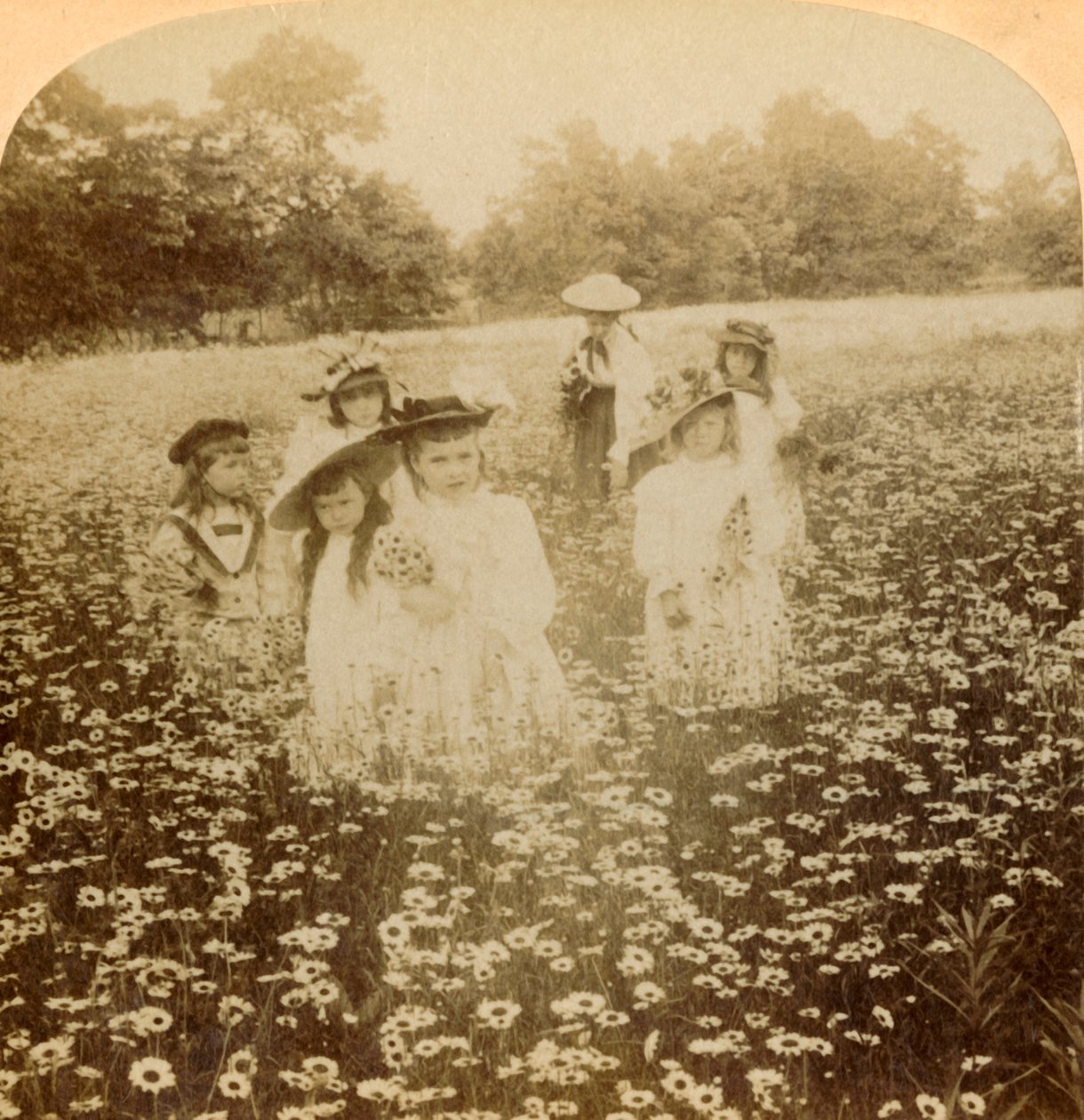 In the Daisy Field: Sweet Flowret of the Rural Glade by Unbekannt