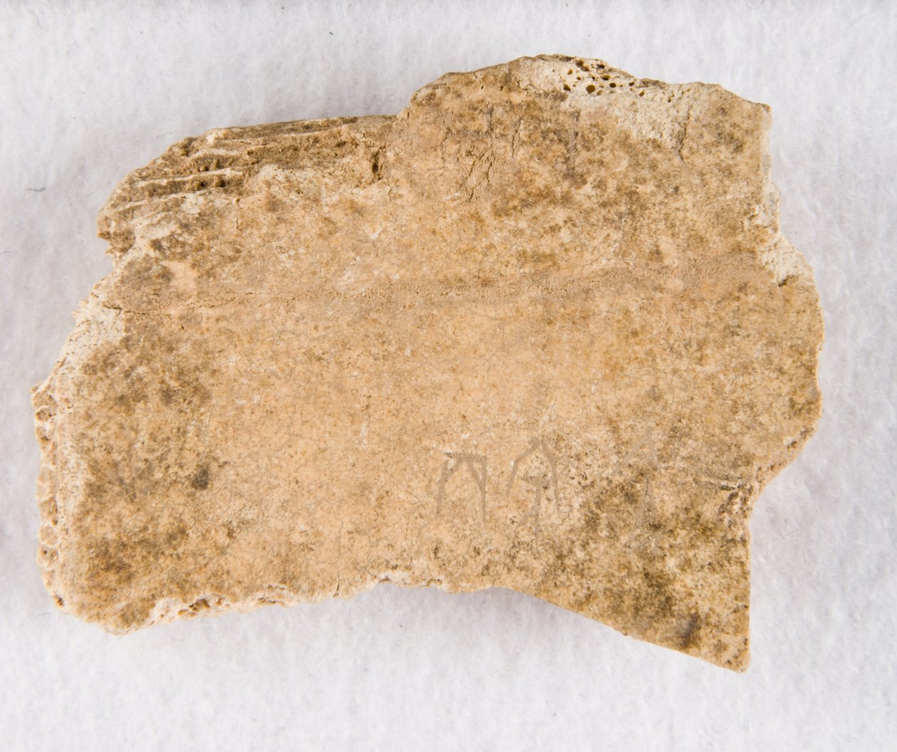 Inscribed Bone Fragment Oracle Bone, Late Shang Dynasty by Unbekannt