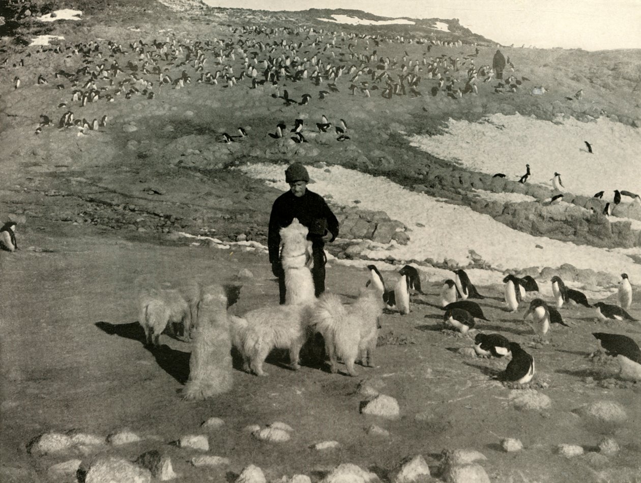 Joyce and the Dogs in the Penguin Rookery by Unbekannt