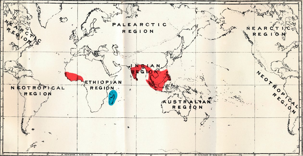Lemuroidea - III. Map, Showing the distribution of the Family Chiromyidae and of the Sub-families by Unbekannt