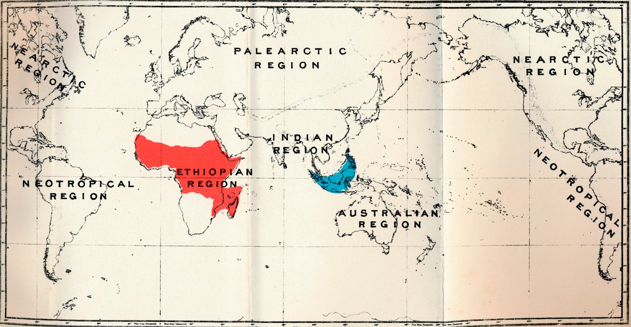 Lemuroidea - II. Map, Showing Distribution of Tarsiidae Blue, and Galaginae Red by Unbekannt