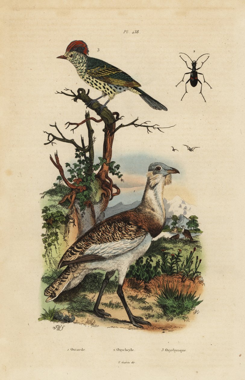 Little brown bustard, Eupodotis humilis, and sharpbill, Oxyruncus cristatus by Unbekannt