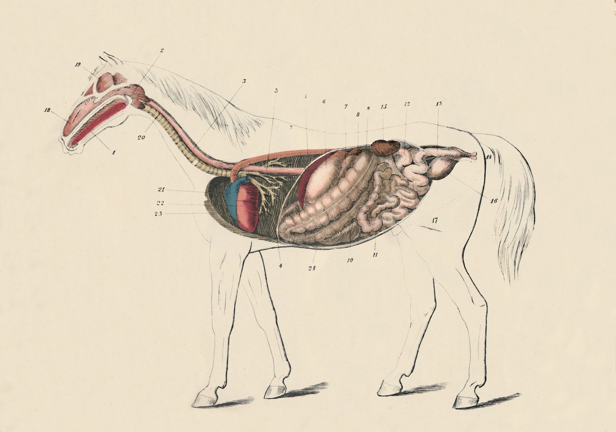 Longitudinal Section of the Horse, c1879 by Unbekannt