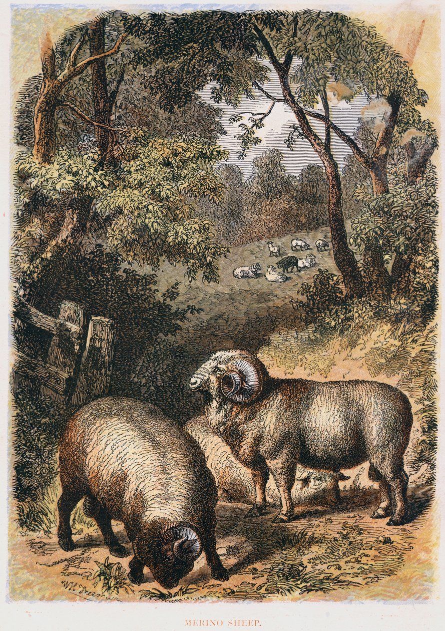Merino sheep by Unbekannt