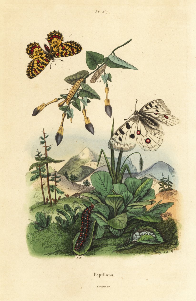 Mountain Apollo Butterfly and Southern Festoon, Larva and Pupa by Unbekannt