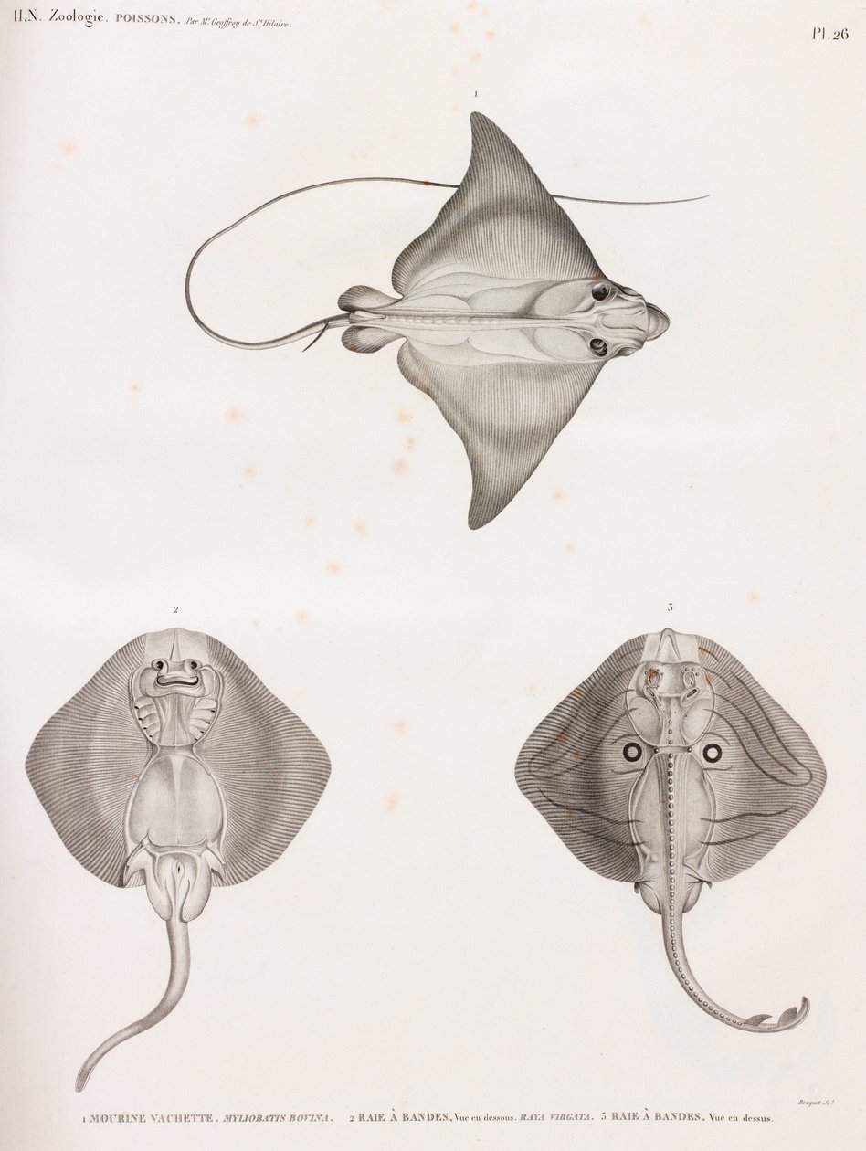 Cowfish & Banded Ray by Unbekannt