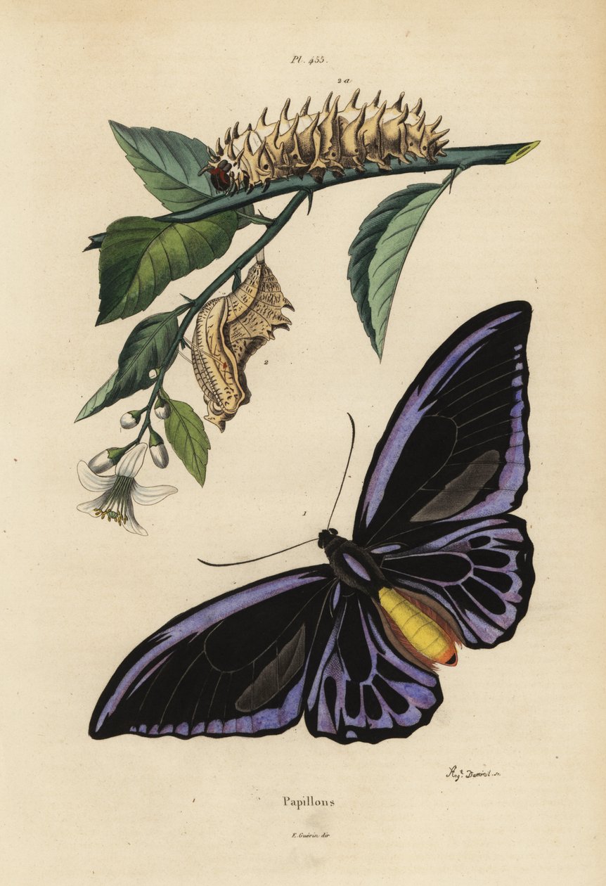 Northern birdwing, Ornithoptera priamus urvillianus, and chrysalid and larva of the common birdwing, Troides helena by Unbekannt