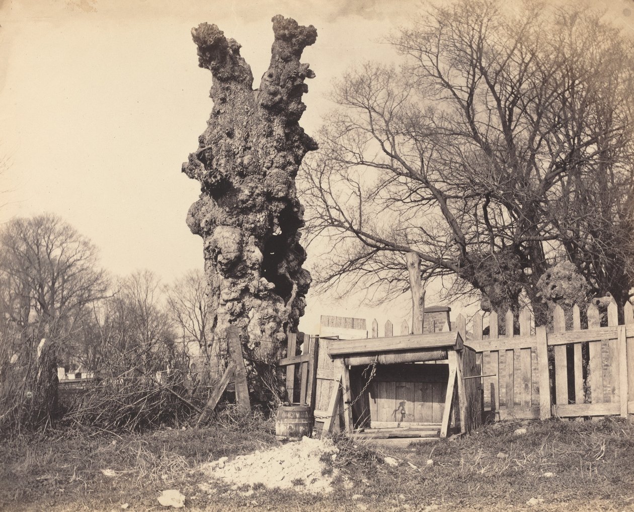 Old Tree near Chatham by Unbekannt
