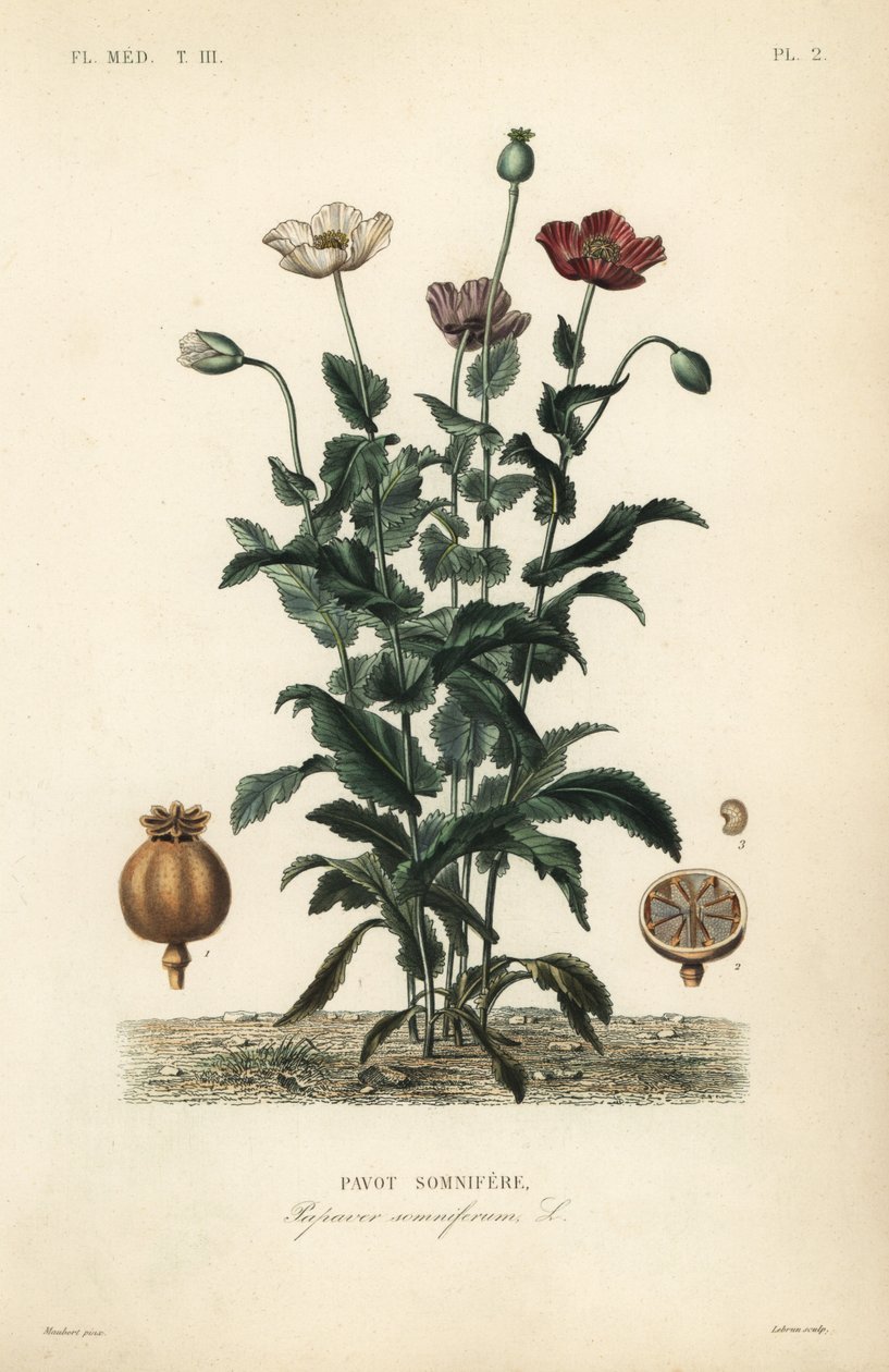 Opium poppy by Unbekannt