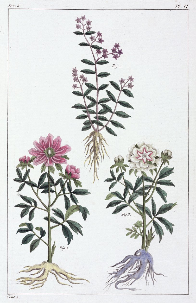 Medicinal Plants, China by Unbekannt