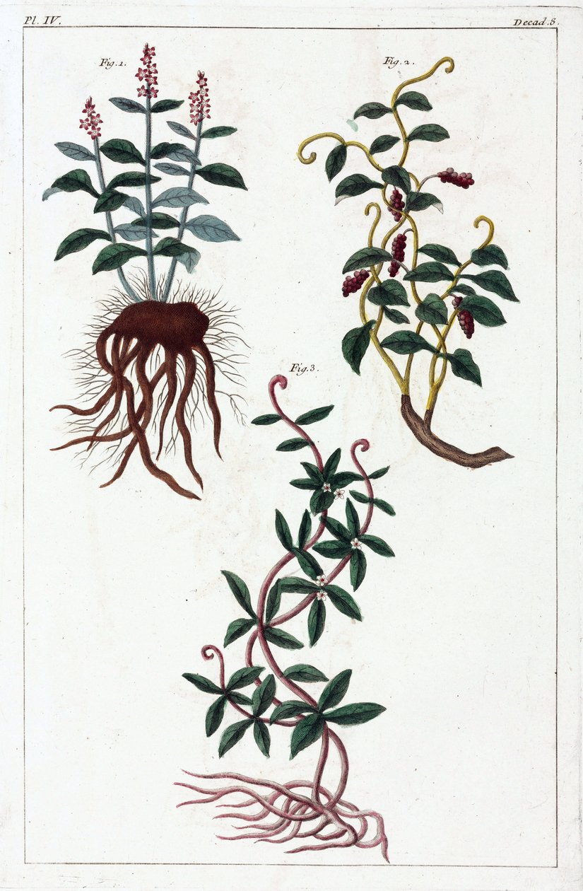 Medicinal plants, China by Unbekannt