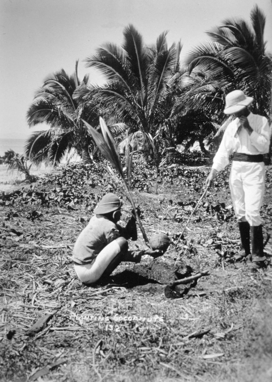 Planting Coconuts, Solomon Island, Fiji by Unbekannt
