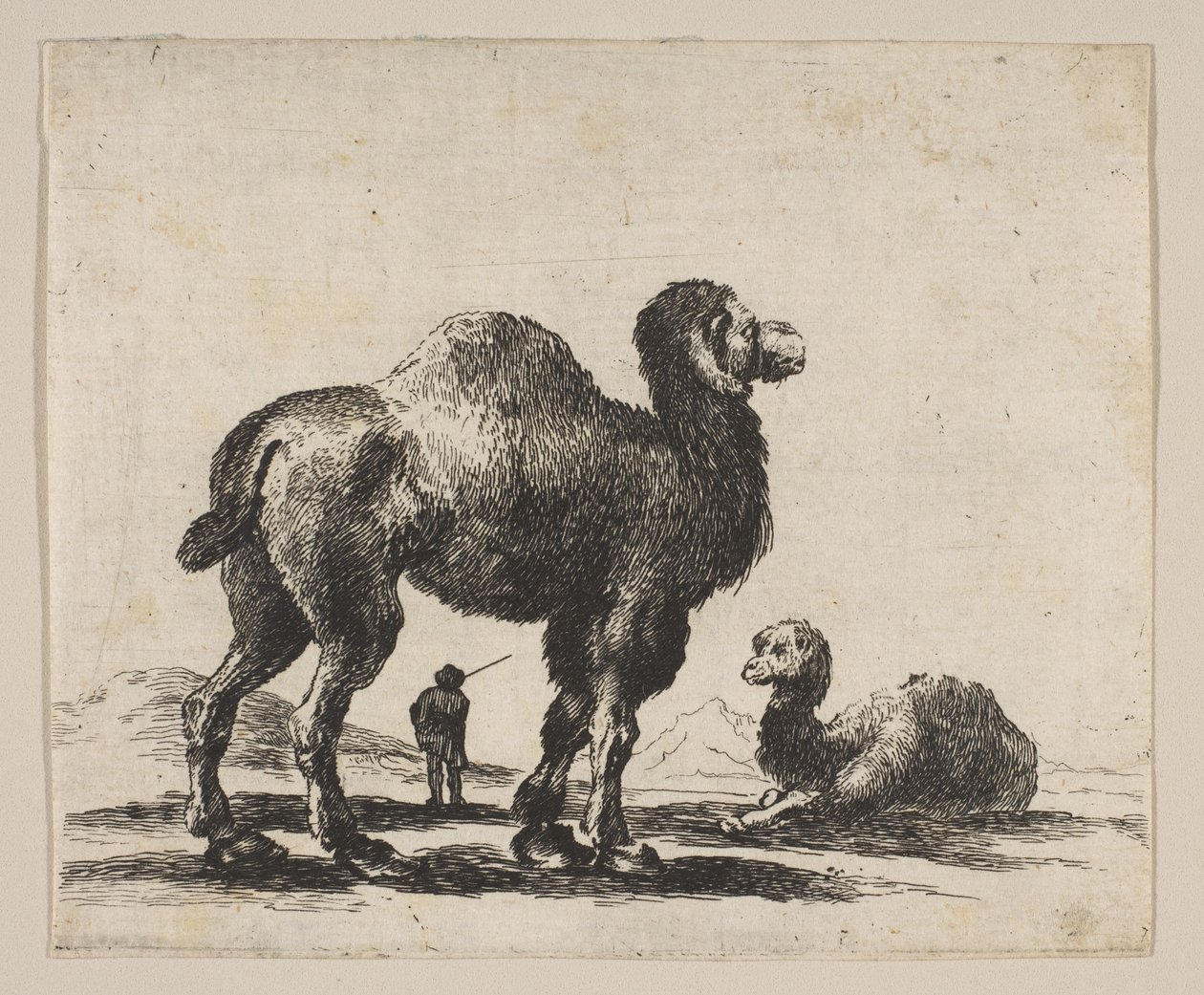 Plate 17: Camels, from Various Animals by Unbekannt