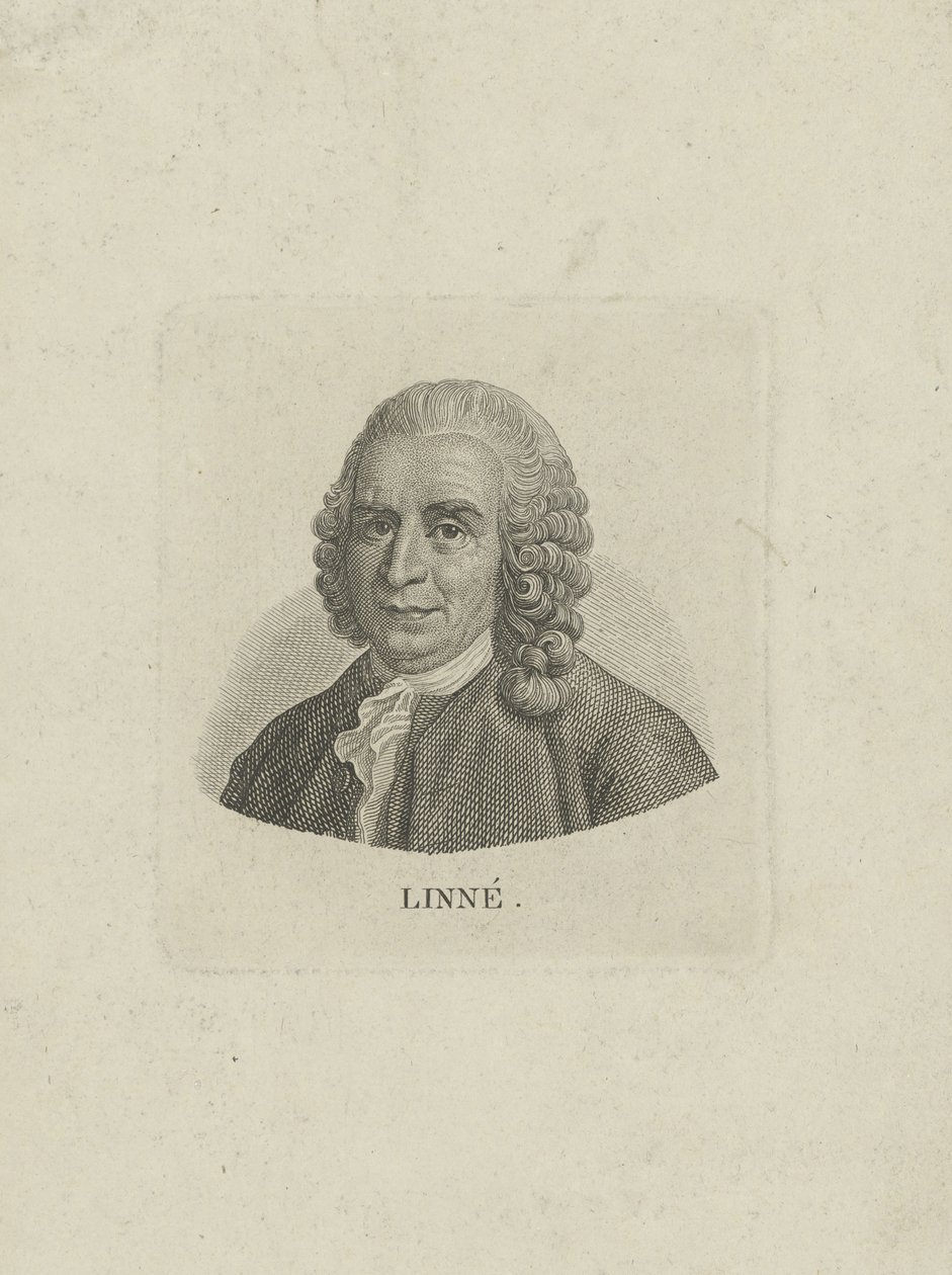 Portrait of Carl Linnaeus 1707-1778, c. 1780 by Unbekannt