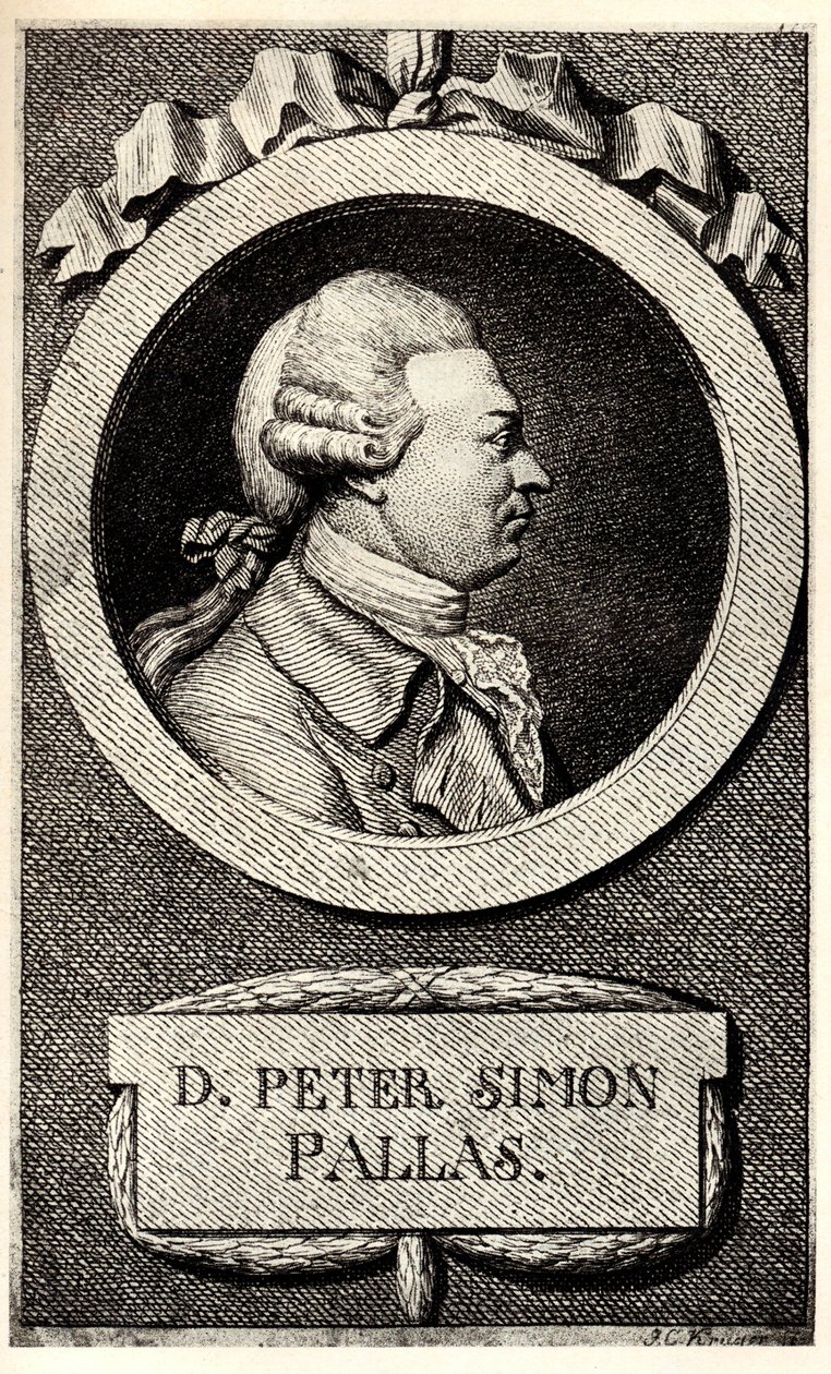 Portrait of the Zoologist and Botanist Peter Simon Pallas, Early 19th Century by Unbekannt