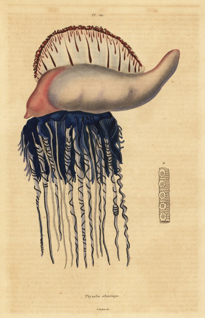 Portuguese man-of-war, Physalia physalis by Unbekannt