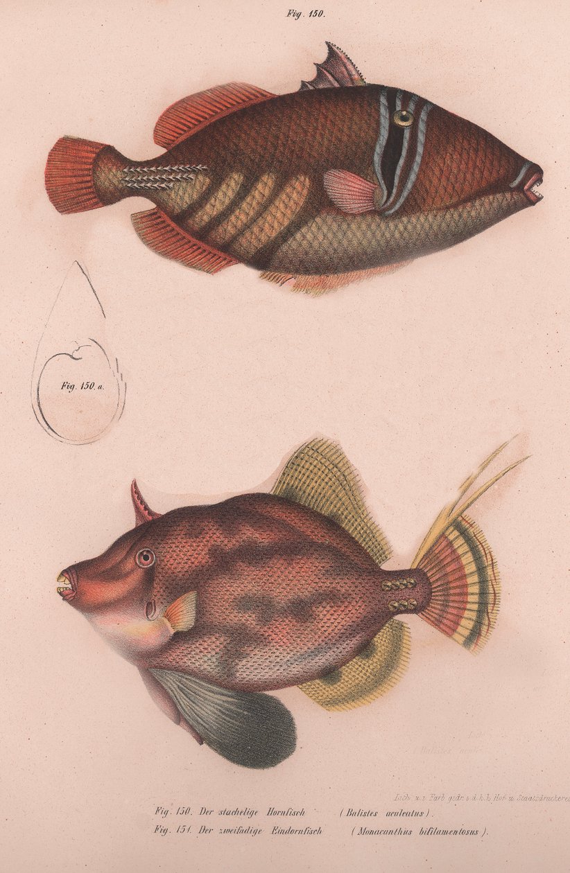 Prickly Hornfish Batistes aculeatus, Monacanthus bifilamentosus, c.1850s by Unbekannt