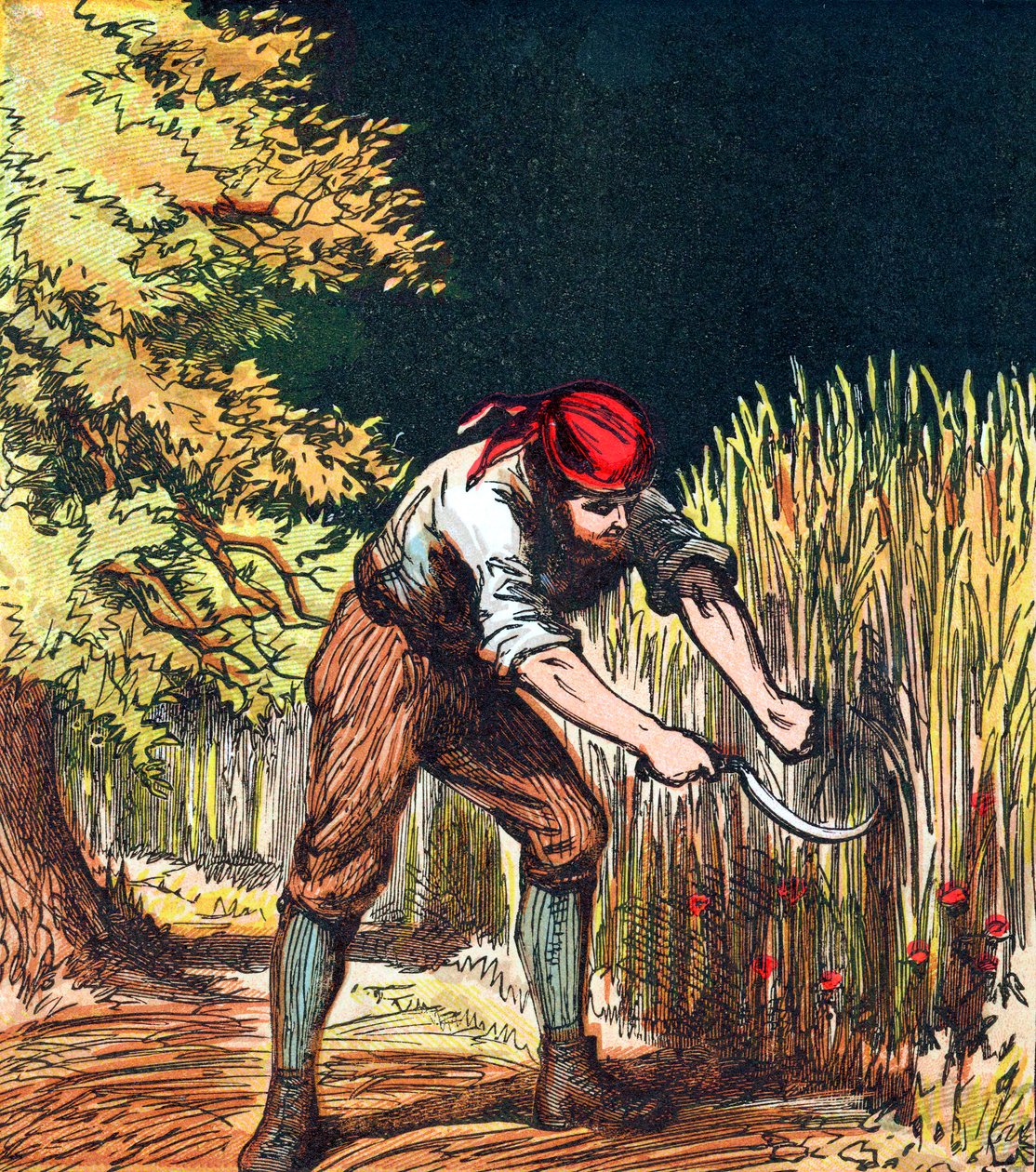 Reaper Beginning to Cut Crop of Wheat with a Sickle by Unbekannt
