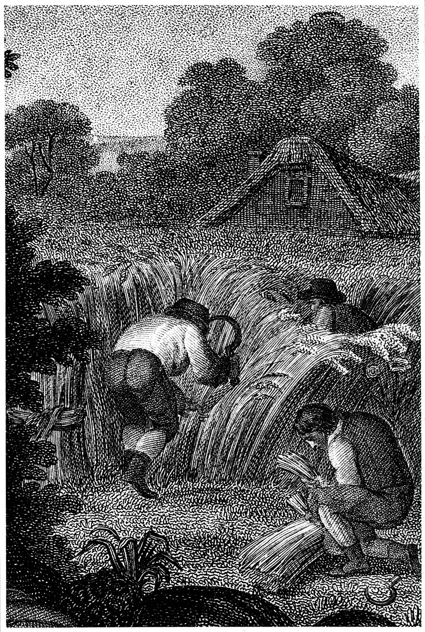 Reaping with sickles and binding the sheaves, England, c1800 by Unbekannt