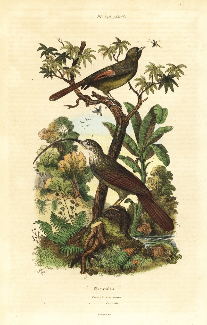 Red-billed Scythebill and Olivaceous Woodcreeper by Unbekannt