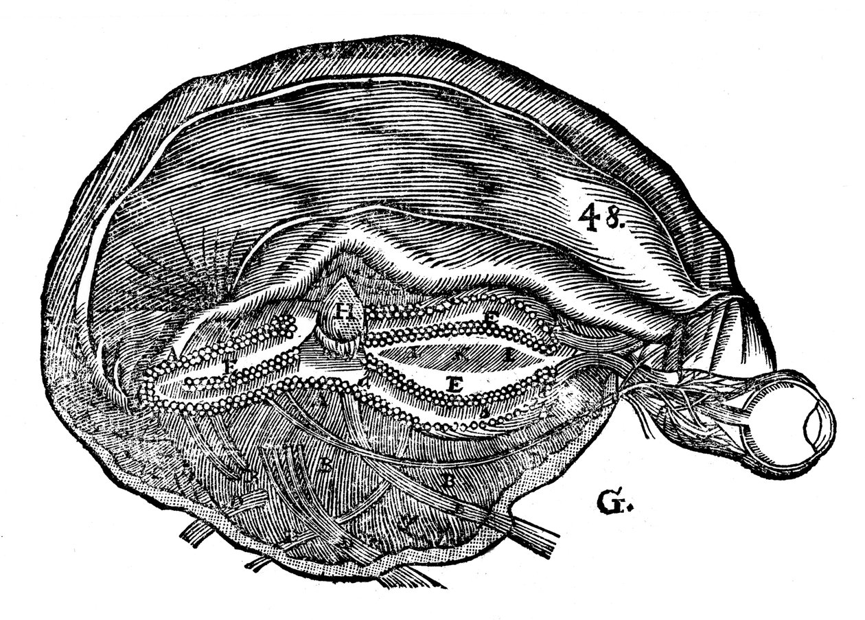 Rene Descartes Diagram of the Human Brain and Eye by Unbekannt