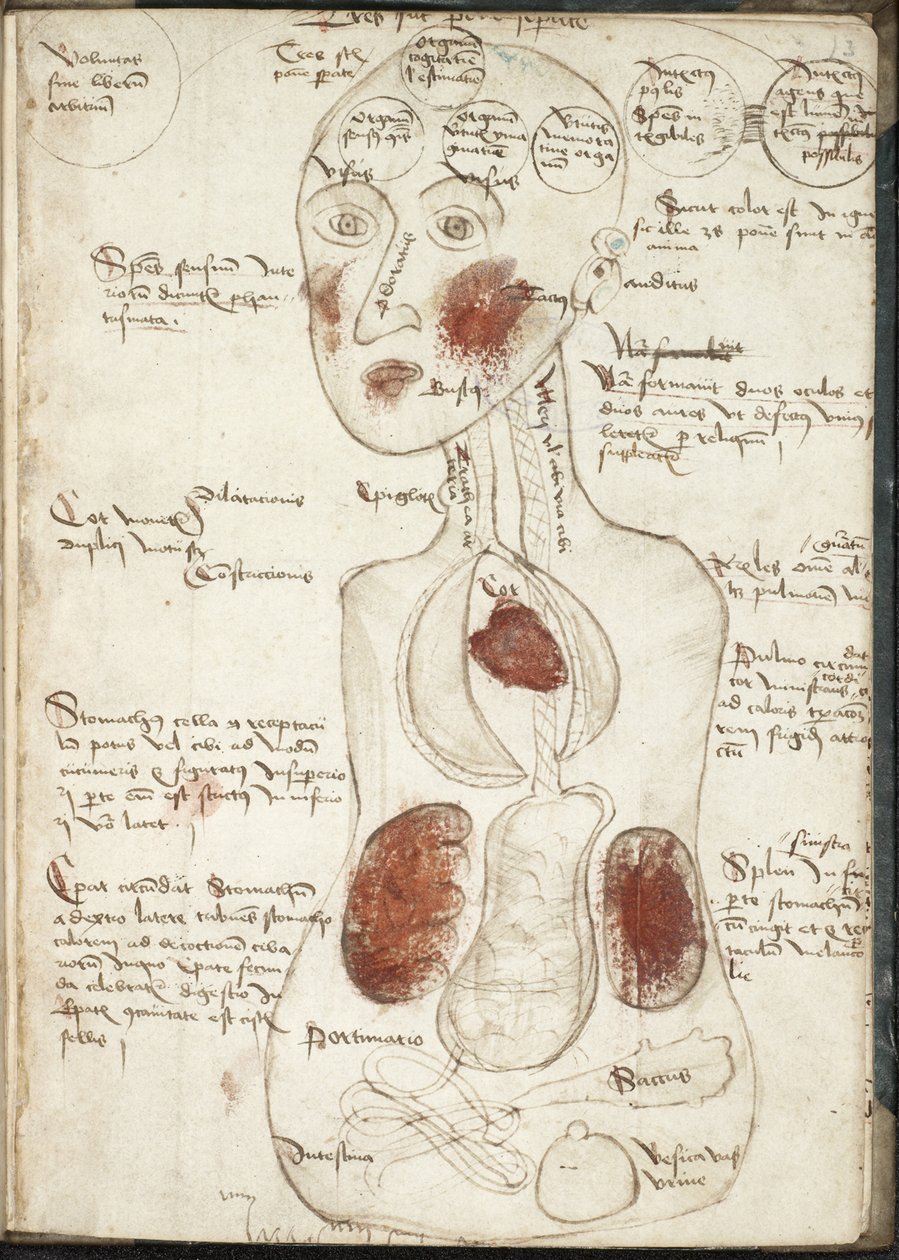 Representation of an Aristotelian Theory of Consciousness From: De corpore et anima by Unbekannt