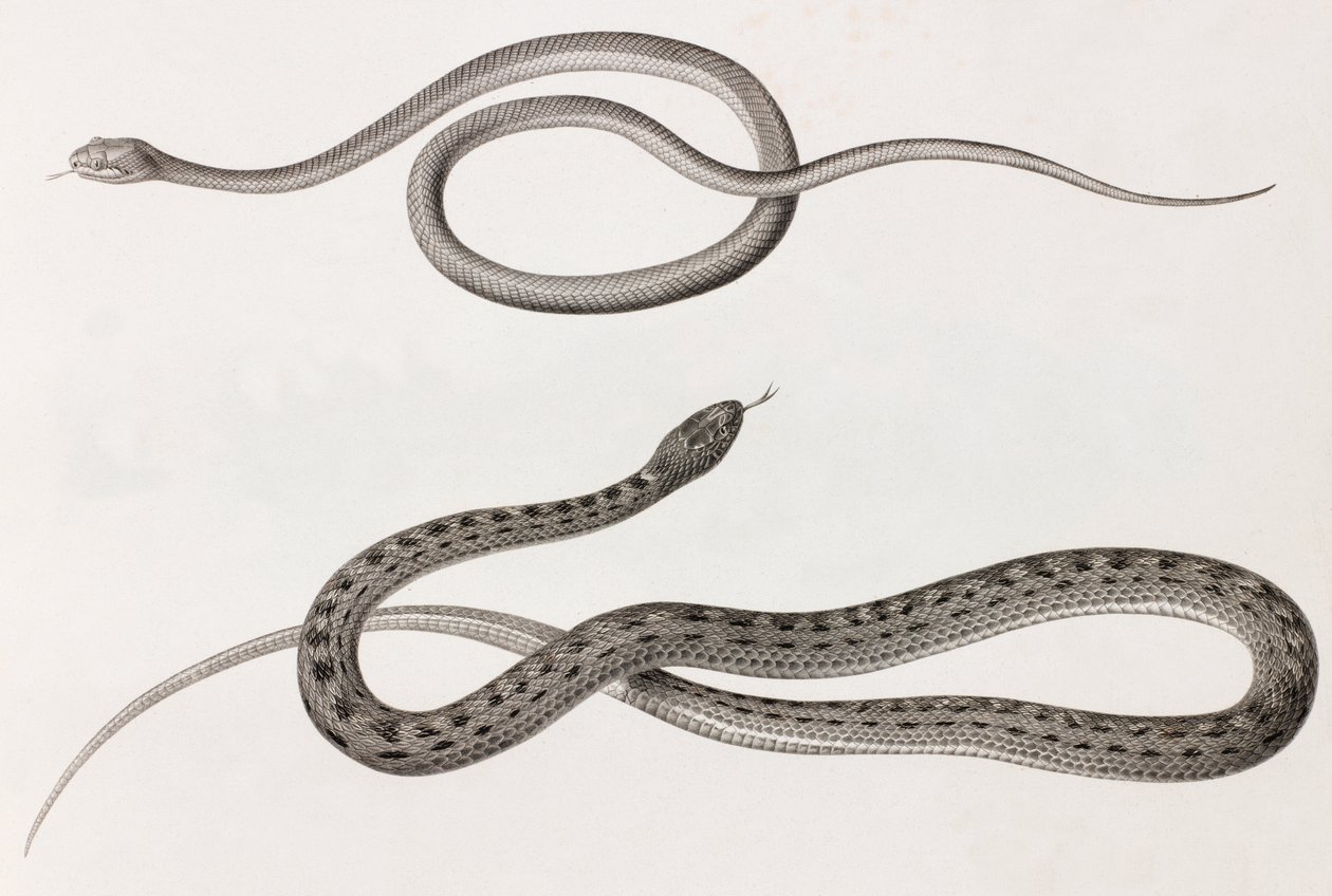 Reptiles: Two Close-Up Images of Illustrations of Snakes by Unbekannt