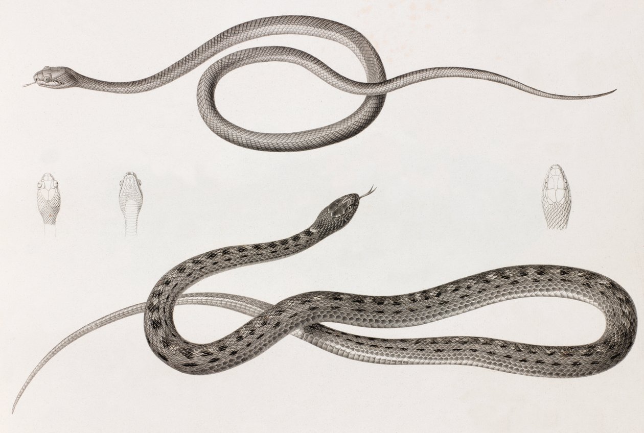 Reptiles: Two Close-up Images of Illustrations of Snakes by Unbekannt