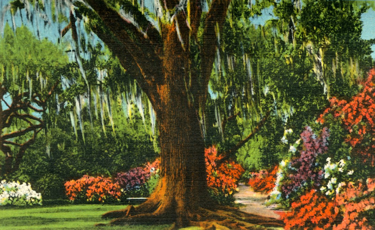 Scene in Magnolia Gardens, near Charleston, S.C. by Unbekannt