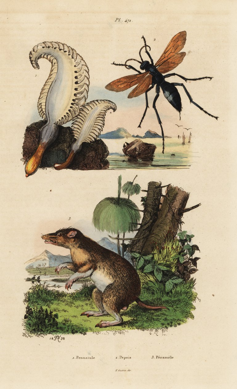 Sea Pen, Spider Wasp, and Long-nosed Bandicoot by Unbekannt