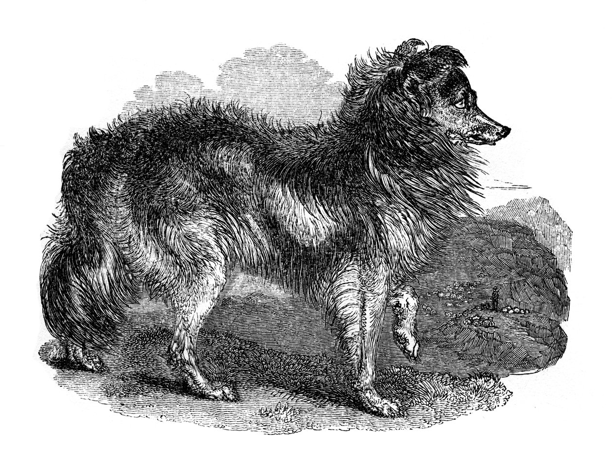Shepherd