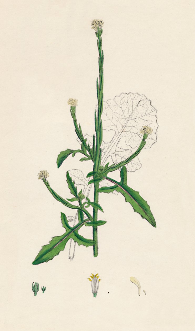 Sisymbrium officinale. Common Hedge-mustard, 19th Century by Unbekannt