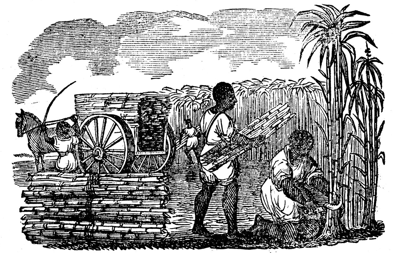 Slaves harvesting sugar cane in Louisiana, 1833 by Unbekannt