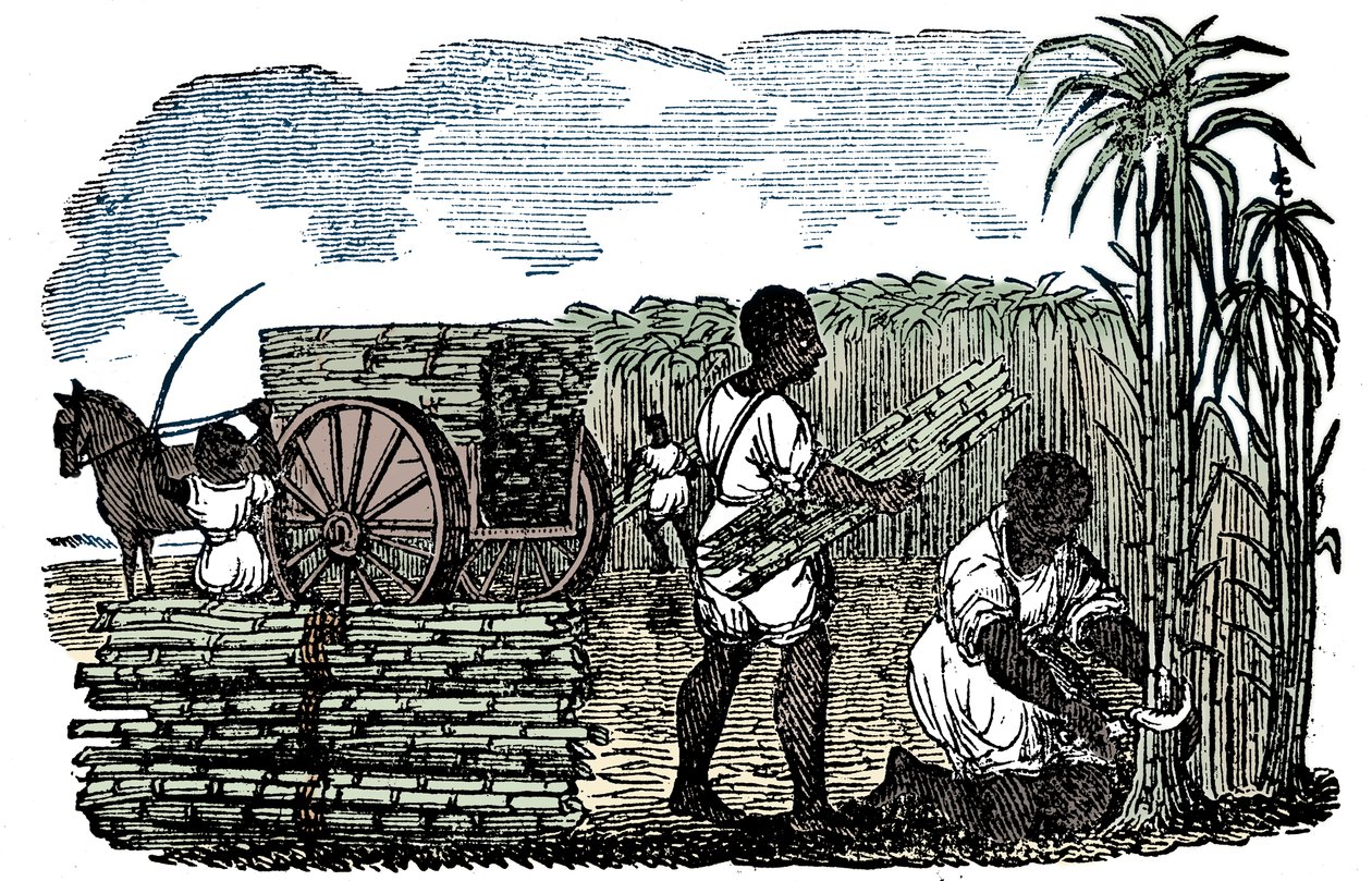 Slaves harvesting sugar cane in Louisiana, 1833 by Unbekannt