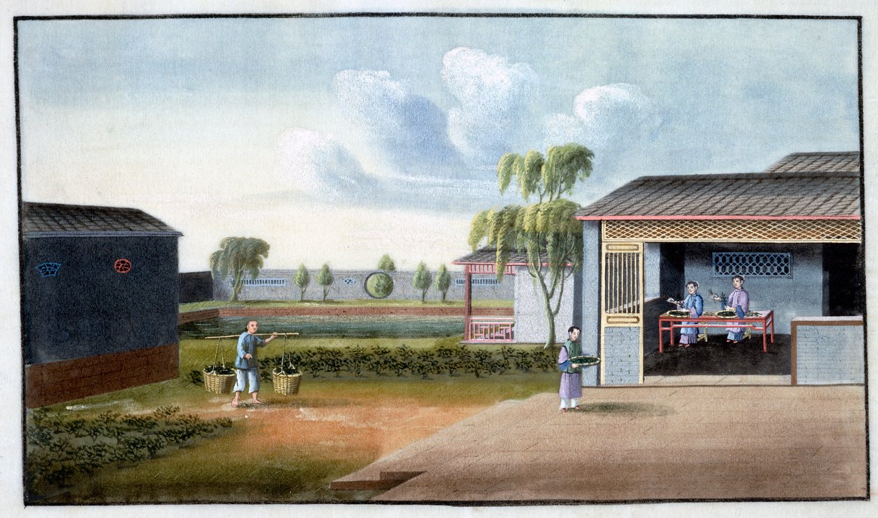 Sorting Tea, 19th Century by Unbekannt