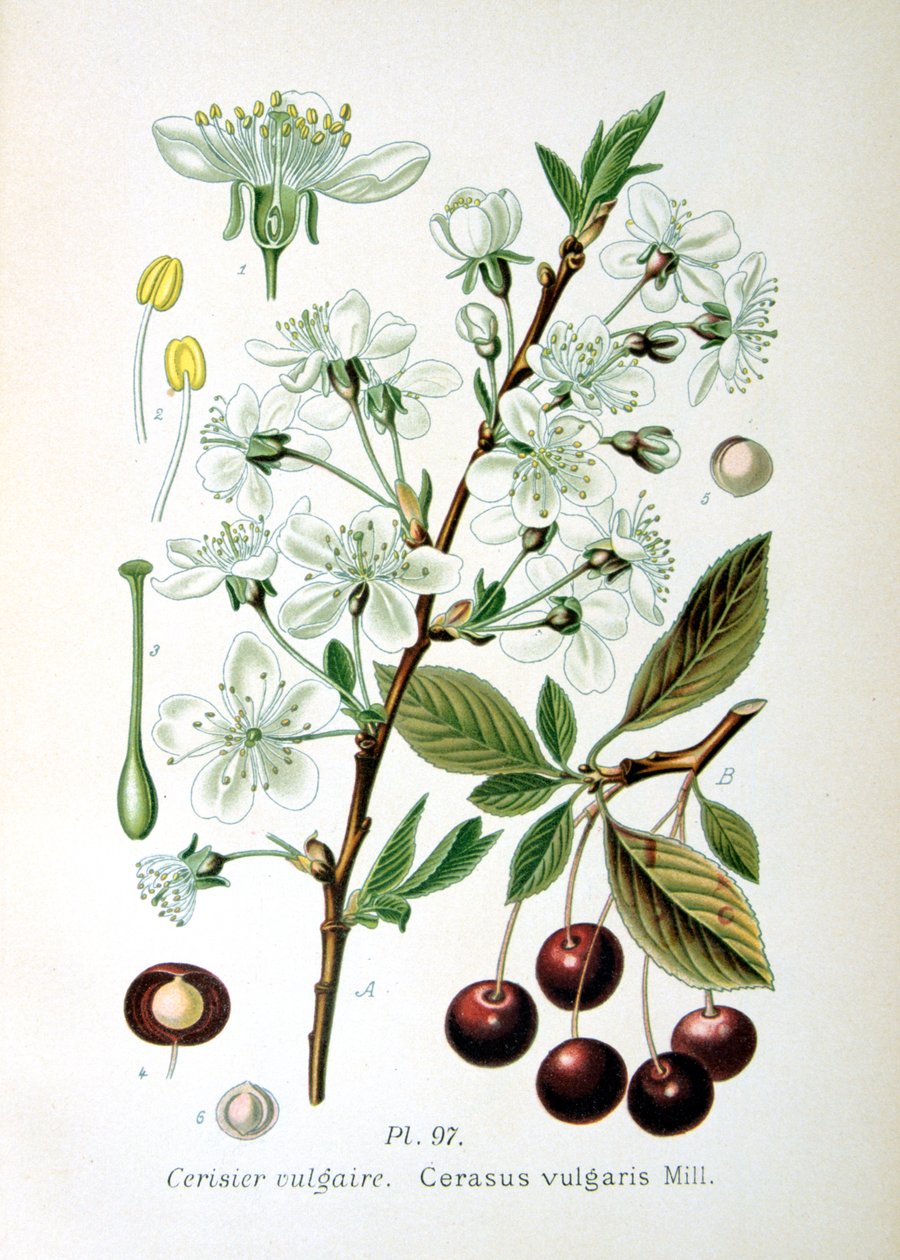Sour cherry by Unbekannt
