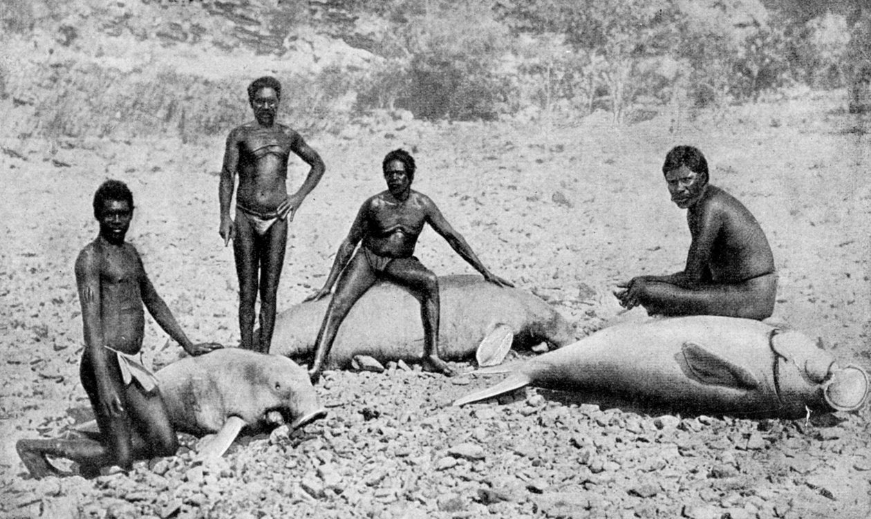Speared Manatee, North-West Australia by Unbekannt