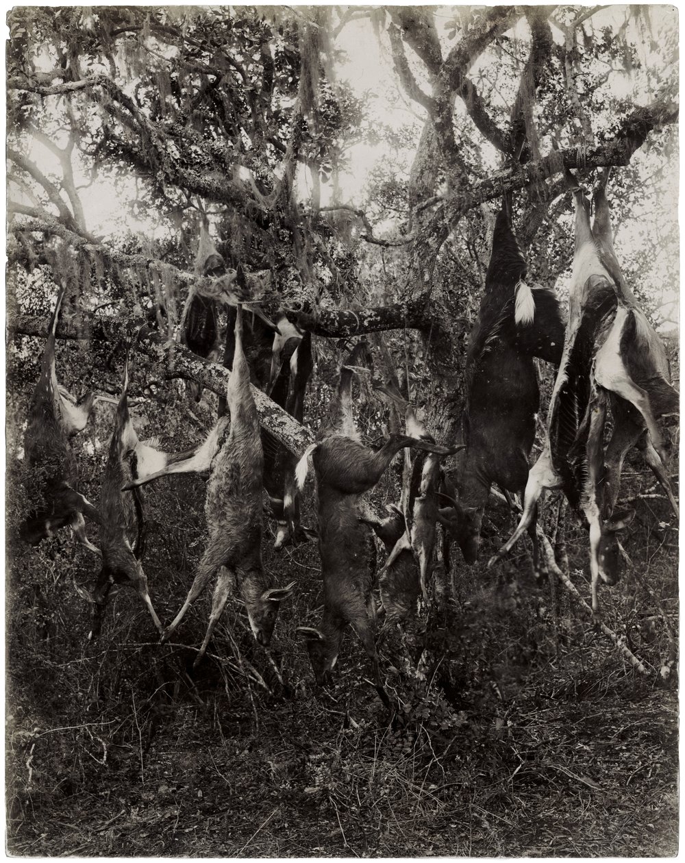 Strange fruit by Unbekannt